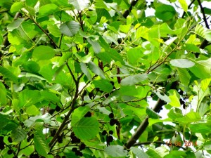 DSC01216