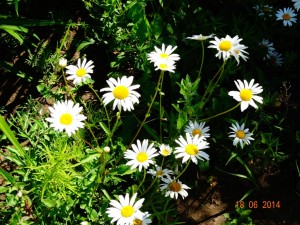 DSC01551